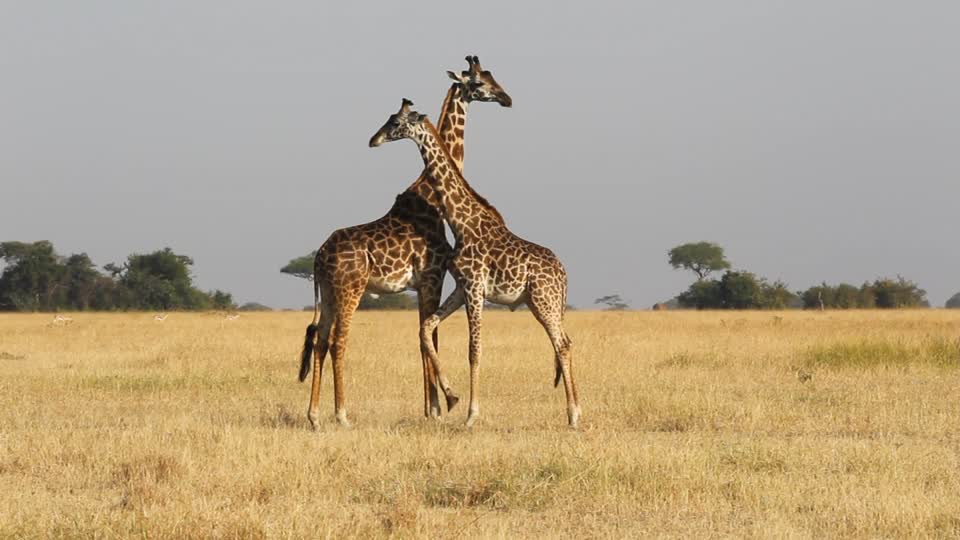 Parc national du Serengeti